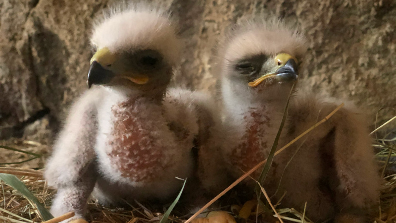 Baby Eagles Armenia